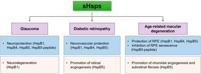 Small Heat Shock Proteins in Retinal Diseases